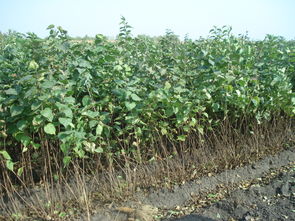 园林苗木施肥，关键在于“堪天吃饭”