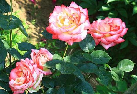 适合在下雨天生长的植物