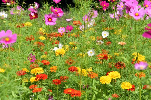 波斯菊与百日草， 速度与激情