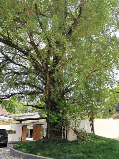 庭院种植银杏树，如何让您的家园更显古典韵味