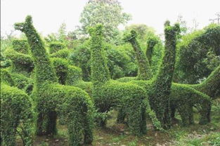 东莞园林花卉种苗培育基地