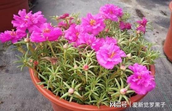 耐高温花草推荐