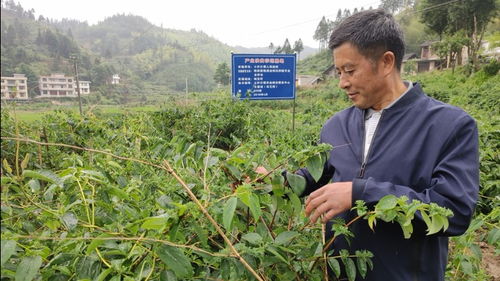 月季种植， 农民致富的新途径