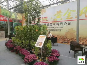 泰安泰山花卉市场， 花木奇石的天堂