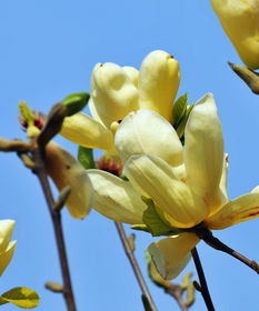 红玉兰：色彩斑斓的美丽使者