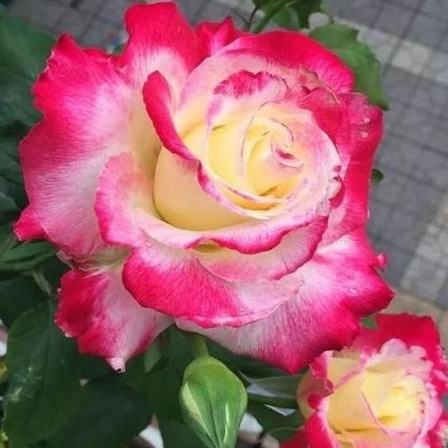 及春见开敷， 三嗅何忍折