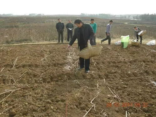 用尿素给花木施肥，如何掌握最佳施用量