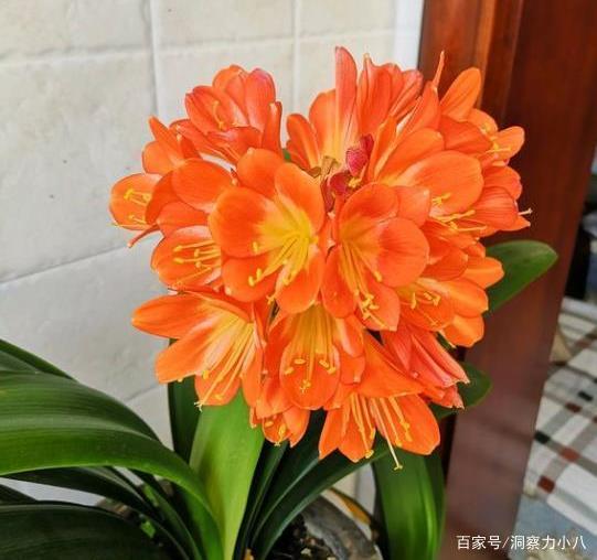 冬梅在寒冬季节开花需要注意什么才能保证其美丽绽放