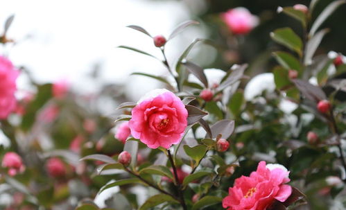 茶叶浇花可行Zuo法