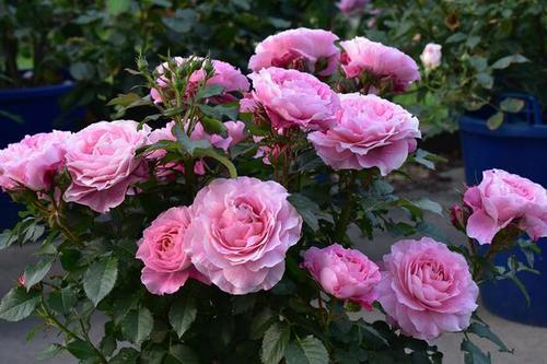 月季花的新手友好种植指南