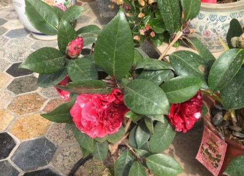 茶花怎么养才能让花苞开得快？