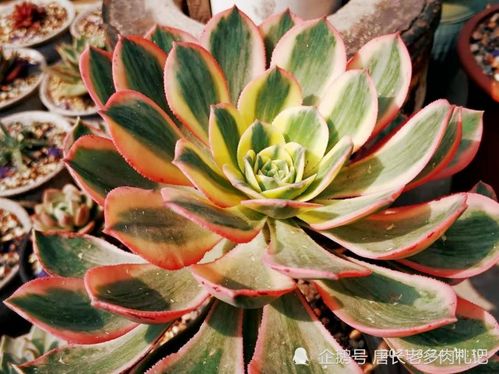 法师叶子为何会干枯？枯萎背后有何隐情