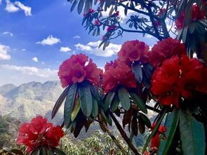 花语绽放，思念如花，花开花落情意长