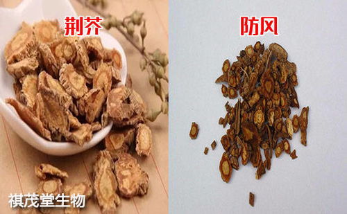 兽用清温败毒散如何提升猪群健康，防治疫病