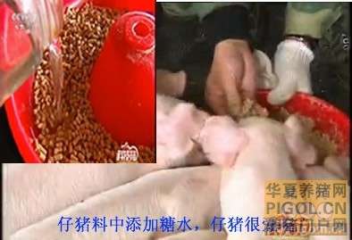 仔猪早断奶，母猪或可提前发情