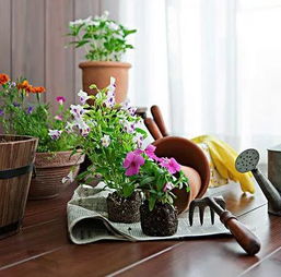 厨房材料配“神仙土”， 腐叶土：河沙：松针=5:3:2