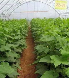 云南10月份种植蔬菜小贴士