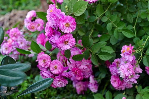 微型月季：香飘四溢的“移动香水”