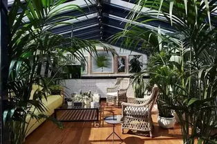 阳光房种植藤本月季，价格揭秘！