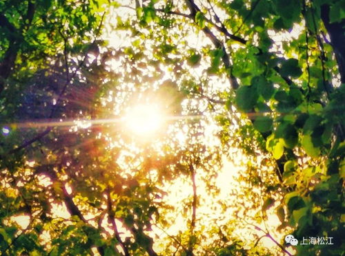 树木规格要讲究