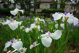 花菖蒲的种植技巧：让美geng长久