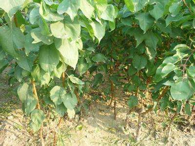 春季播种，油杏种子发芽的秘密