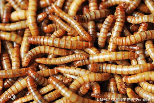 黄粉虫饲料发酵剂真的能节省30%成本吗？效果可靠吗？