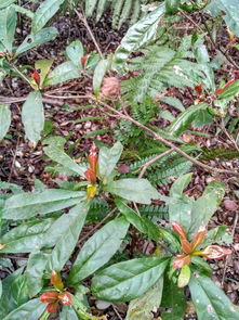 观察植株的特征