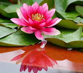 市场调查, 揭秘价格之谜