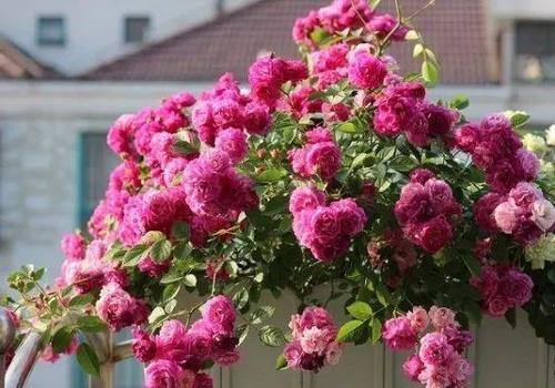 呼和浩特月季园里的花花世界