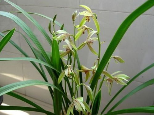 兰花种植，从选材到养护