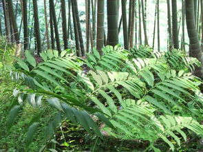 树荫下种植药材的好处