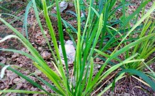 原因一：黑斑病侵袭