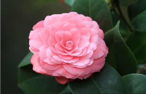 茶花掉叶子是什么原因导致的？有没有有效的补救方法可以恢复