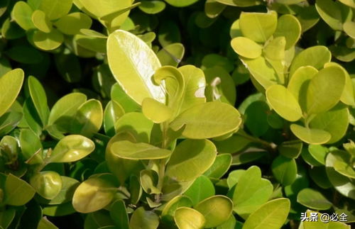 小叶黄杨一平米种植数量揭秘