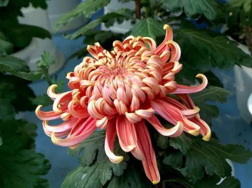 灯盏花中盛世之谜，花中盛世究竟有何独特魅力