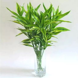 如何让富贵竹保持翠绿，新根茁壮