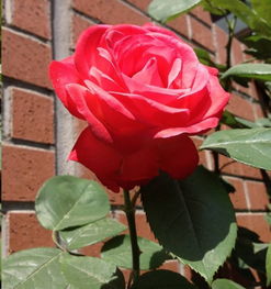 早春低温阴雨， 月季花受灼伤