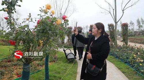 春意盎然 第十一届中国月季展览会即将开幕