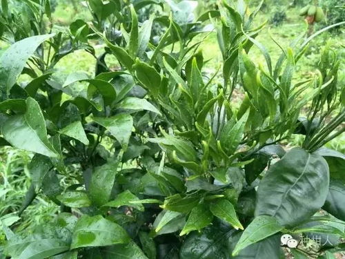 草甘膦水剂：杂草的克星， 使用攻略大揭秘