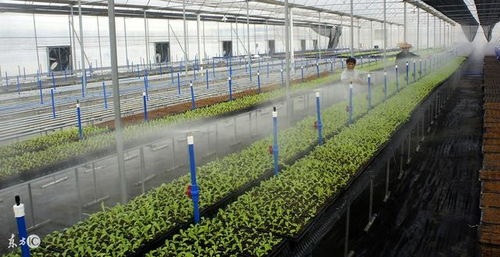 冬天大棚里种植草的学问