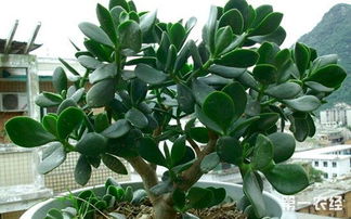 落叶还嫩Zuo成永生花束！