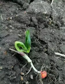 21%杀菊乳油2000倍液