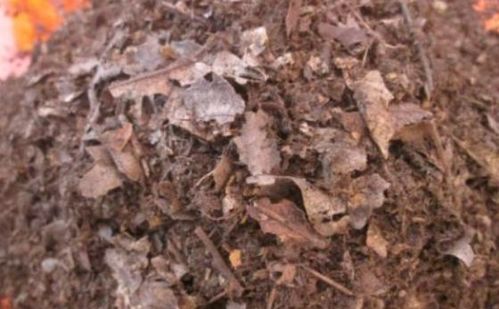 五、如何辨别腐叶土
