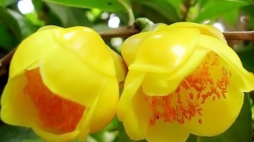 干金花茶，千元以上