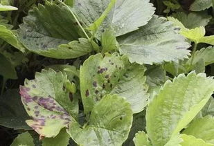 土壤处理的重要性