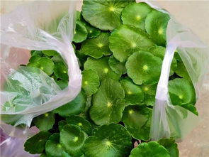 11月逛花市， 这7种花还是别买了养不活白白浪费钱！