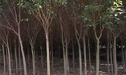 高杆女贞树苗的价格揭秘