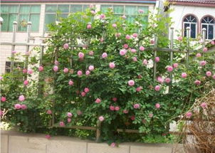 常见的无刺或少刺蔷薇品种