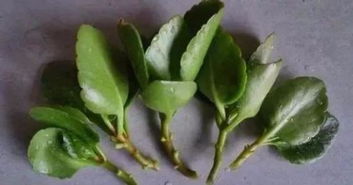 插枝培育玫瑰花，让枯萎枝茎焕发生机
